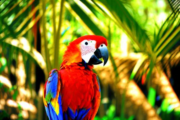 foto van het vogelpark