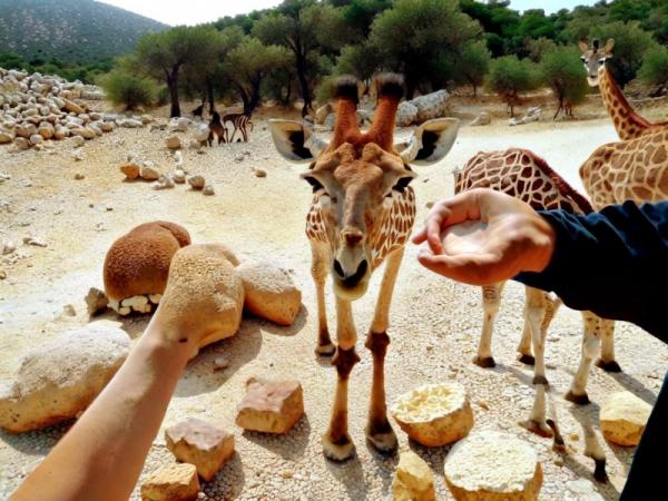 Aitana Safari Park foto