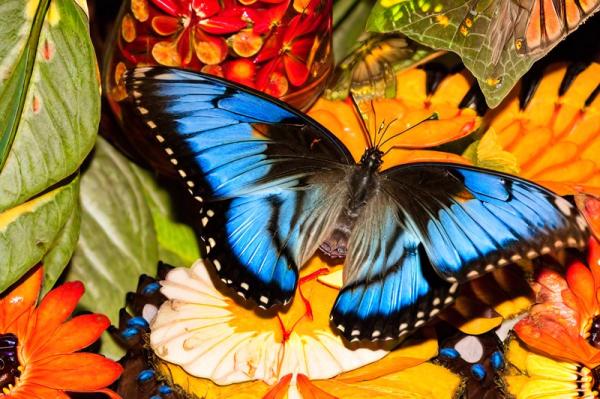 Butterfly Park foto