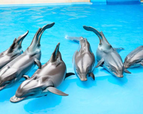 Dolfinarium foto