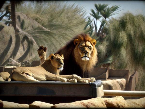 Lions Safari Park foto