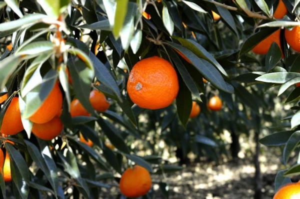 Tangerine boerderijen foto