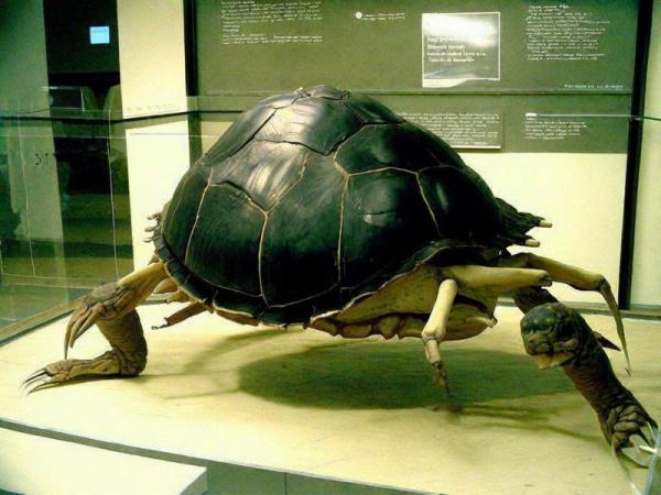 Natuurhistorisch museum Foto