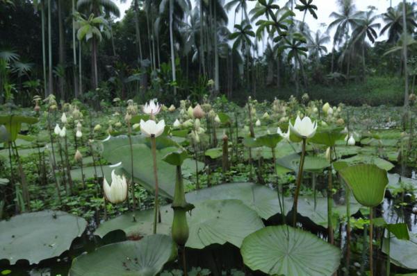 Tuin van Le Jardin-du-Roi foto