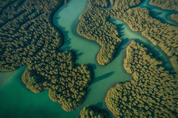 Eastern Mangrove Lagoon National Park foto