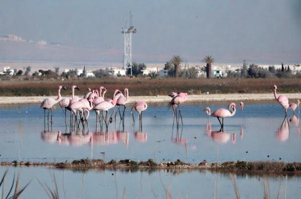 Hala Sultan Tekke Moskee foto